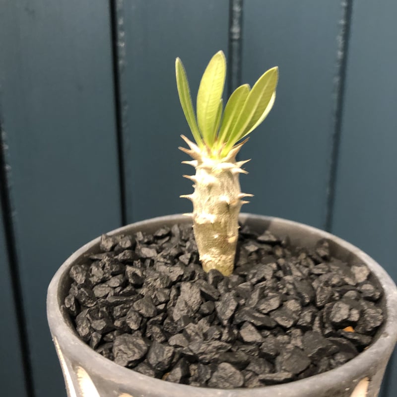 パキポディウム ブレビカリックス 実生 | GREEN LUCK