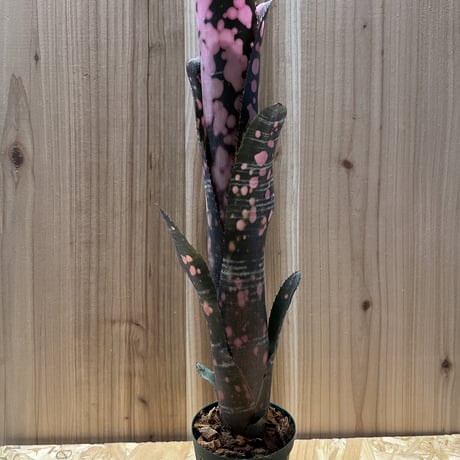 ドミンゴスマルティンス | STORES