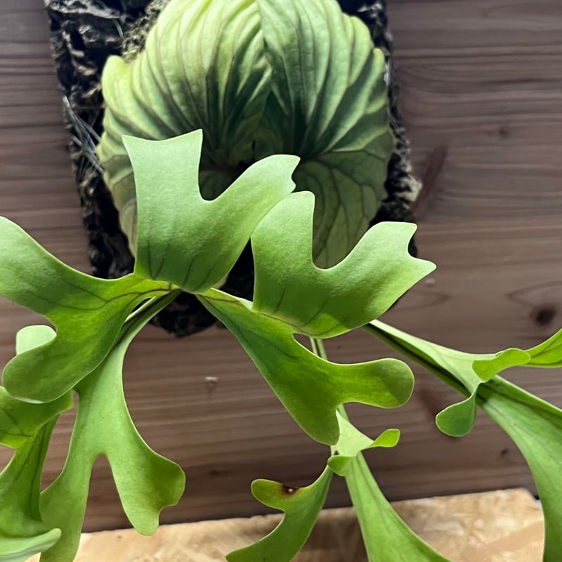 ビカクシダ リドレイ | GREEN LUCK