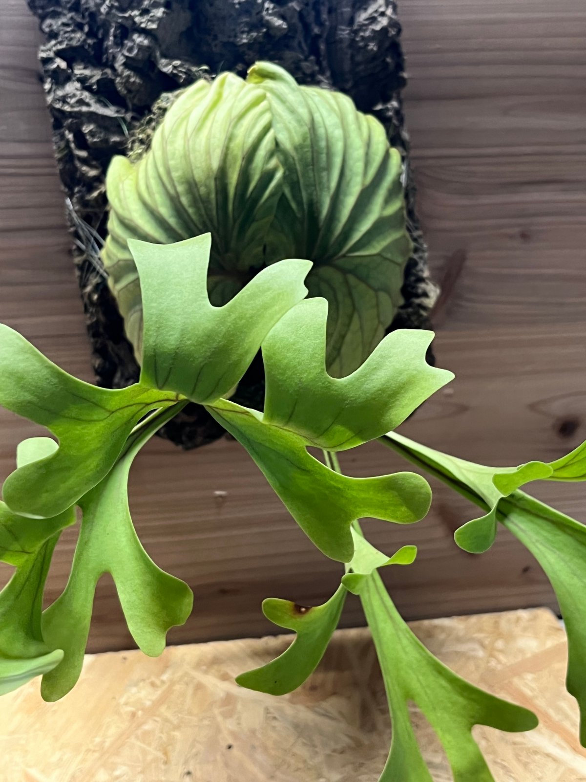 ビカクシダ　リドレイ　超巨大株④ ビカクシダ リドレイ 超巨大株④ リドレイの胞子培養株と山採り株。どっち