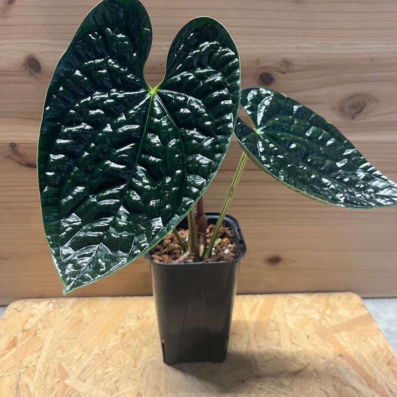 アンスリウム ルクスリアンス 'ブラック' | GREEN LUCK