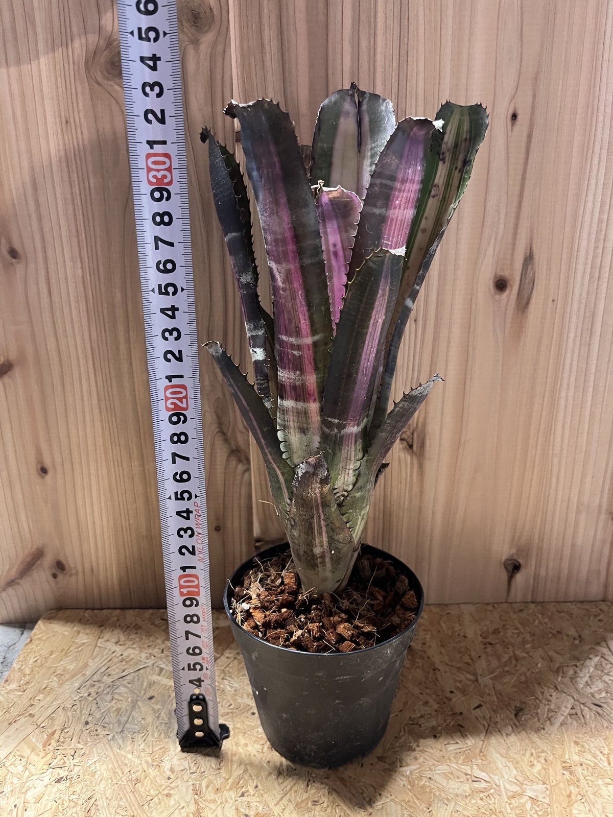 エクメア　ロベルトメネスカル エクメア ロベルトメネスカル | GREEN LUCK