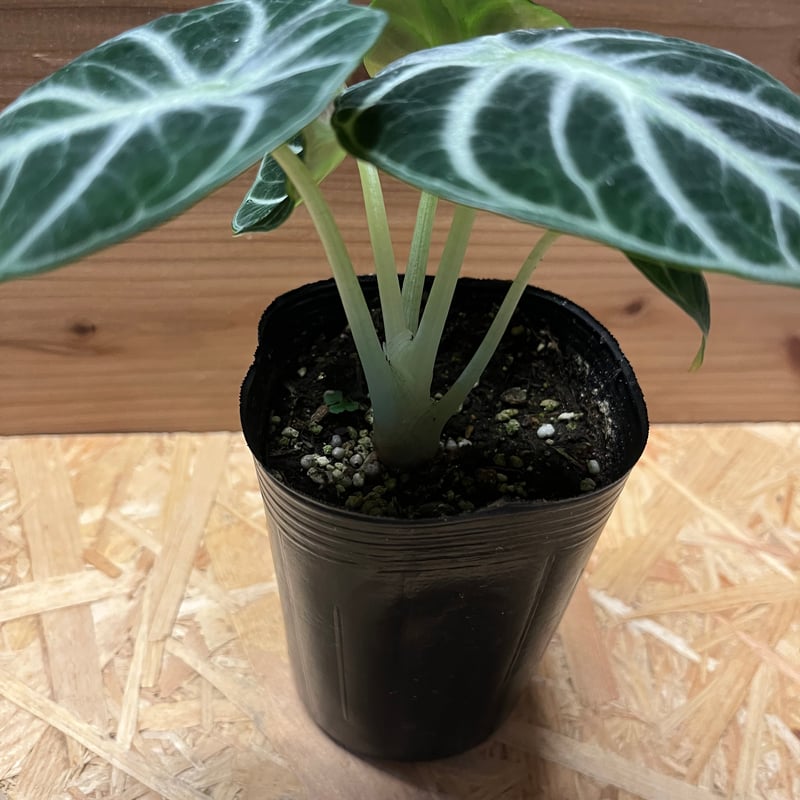 アロカシア ニンジャ | GREEN LUCK