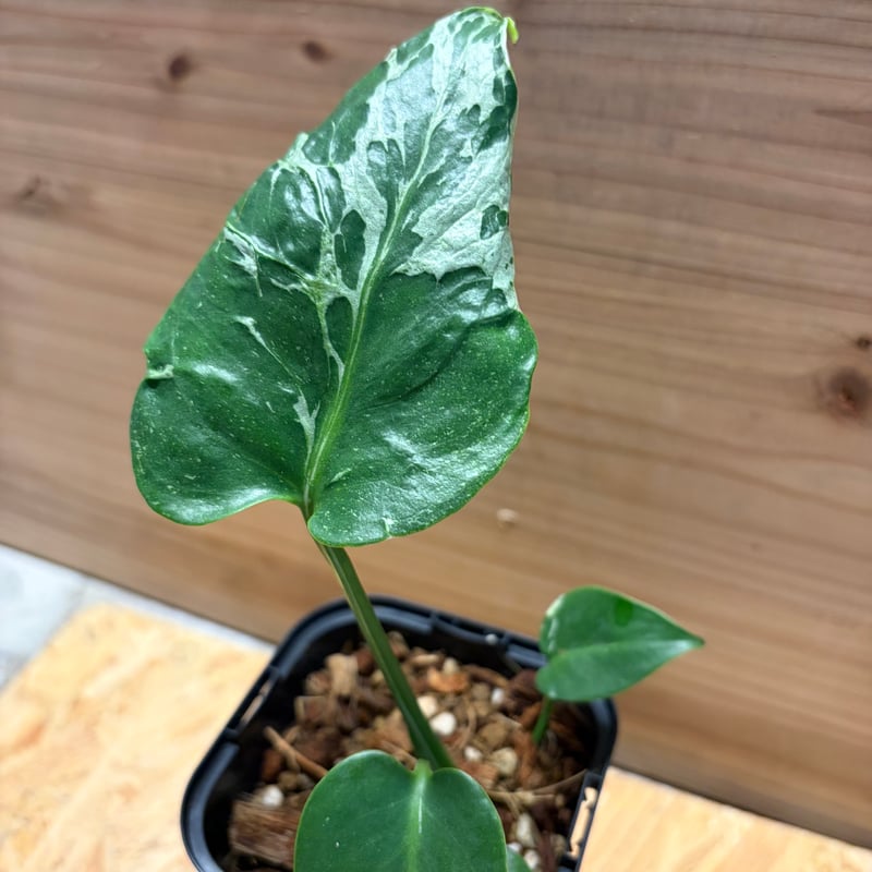モンステラ デリシオーサ 'バルバソー' | GREEN LUCK