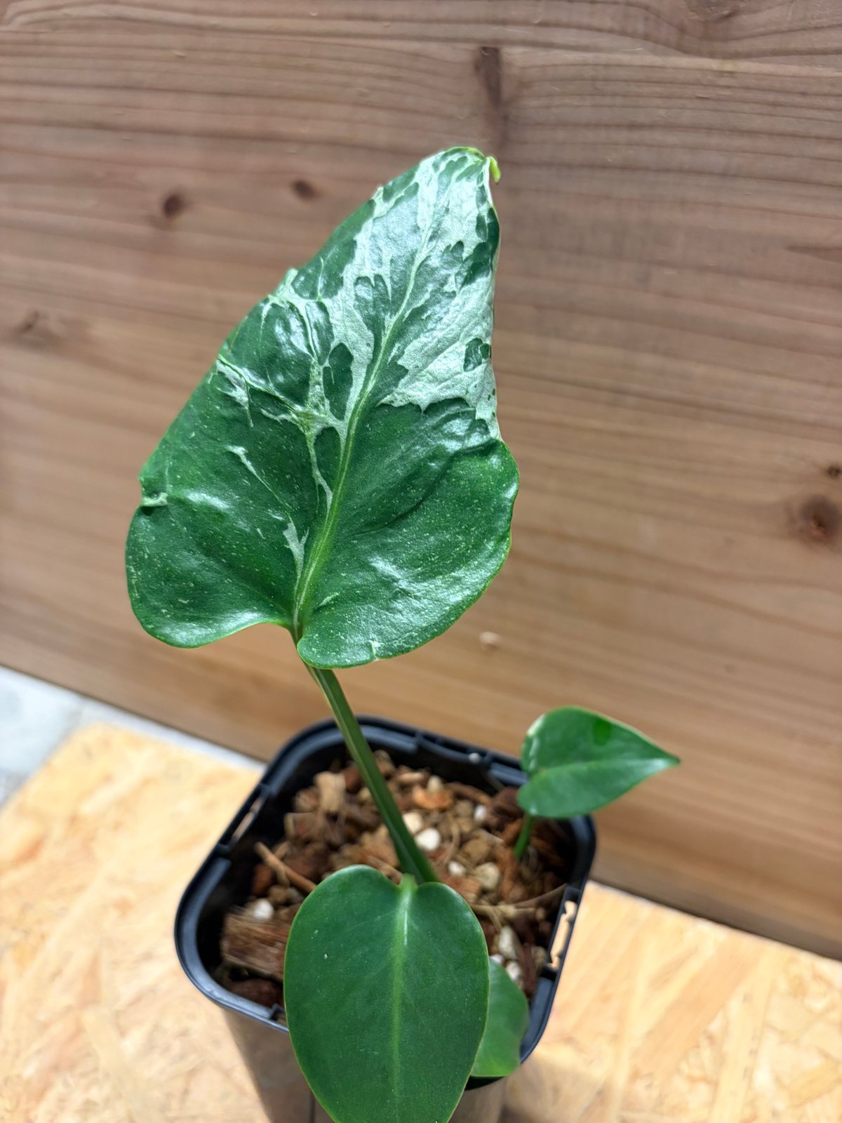 モンステラ デリシオーサ 'バルバソー' | GREEN LUCK