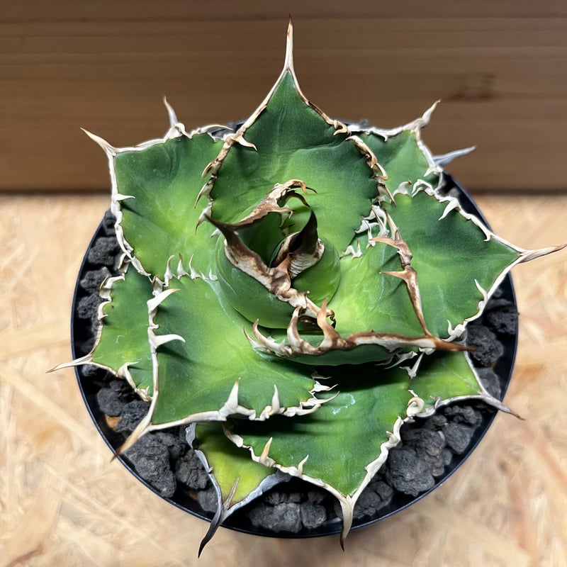 AGAVE OTEOIウリエル実生株 アガベ ウリエル実生 オアハカオテロイ 選抜個体 ③ | Heartplants