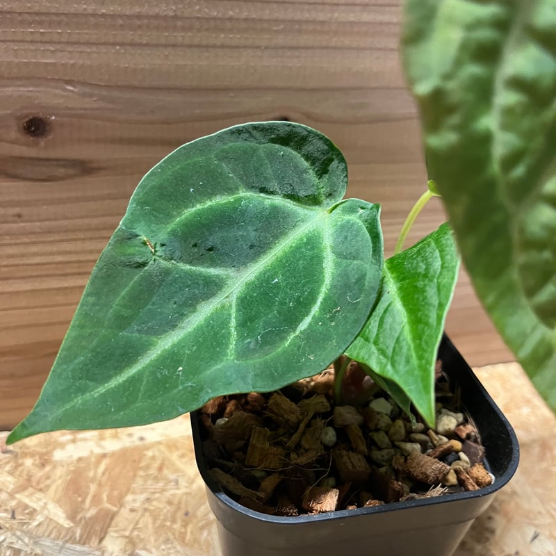 アンスリウム　マグニフィカム アンスリウム・マグニフィカムの育て方 | アンスリウムジャパン