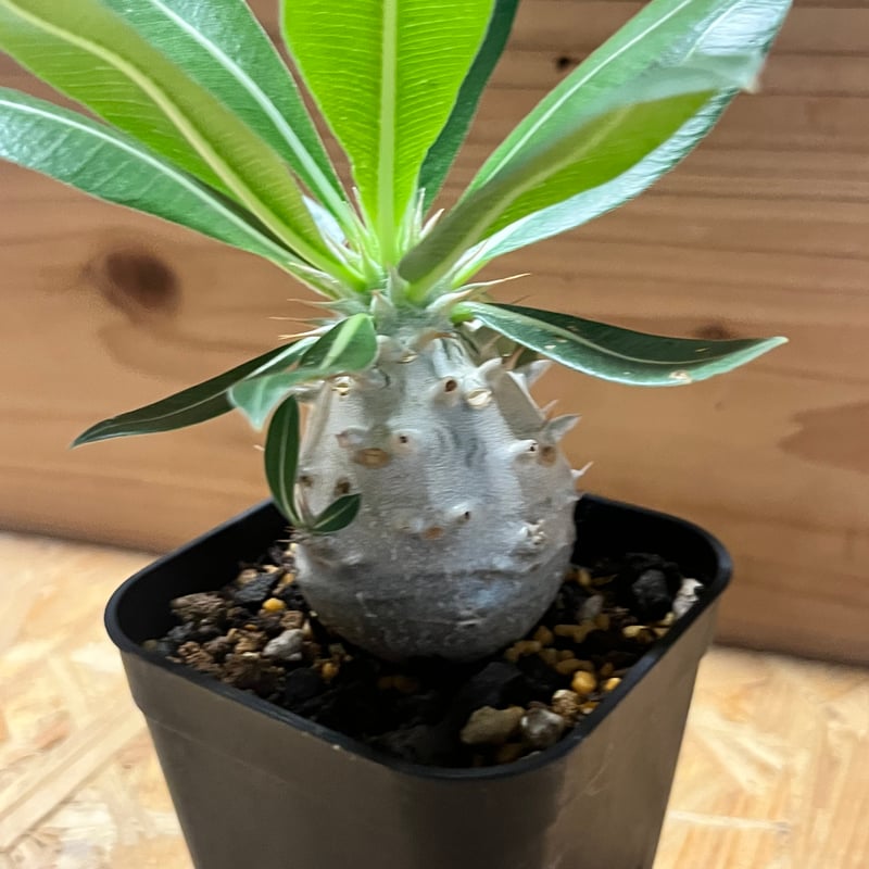 パキポディウム デンシフローラム | GREEN LUCK