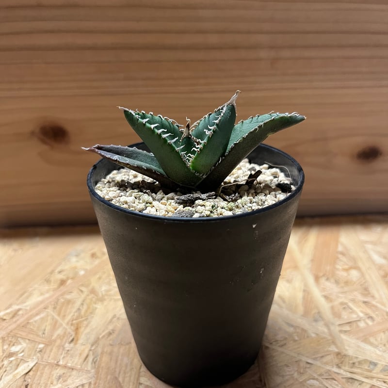 アガベ チタノタ 南アフリカダイヤモンド SAD メリクロン | GREEN LUCK