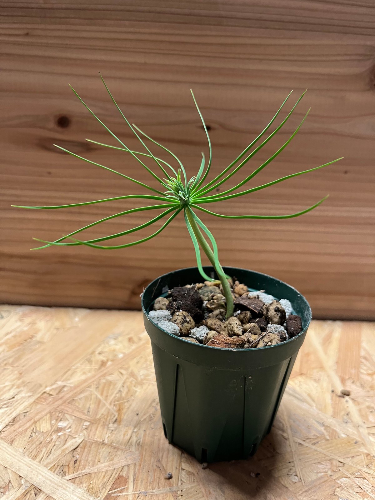 マルチネス ピニョンマツ | GREEN LUCK