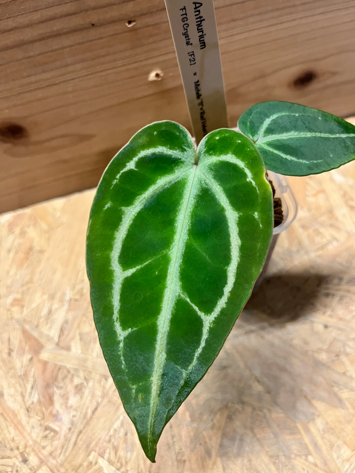 アンスリウム FTG S2 アンスリウム FTGクリスタル× ミシェル×レッドベルベットケーキ