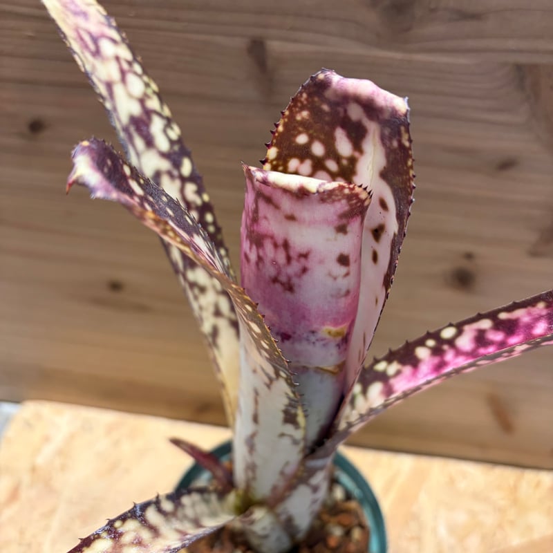 ビルベルギア 'ミッドナイトサン' | GREEN LUCK