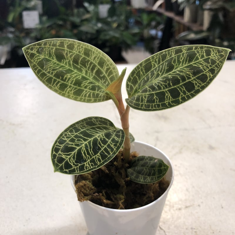 ジュエルオーキッド マコデスペトラ | GREEN LUCK