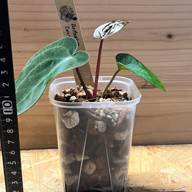 アンスリウム ザラ×ミシェル ×アントラキー 'ヤード' | GREEN LUCK