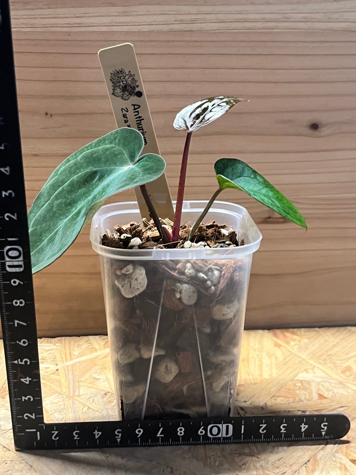 アンスリウム ザラ×ミシェル ×アントラキー 'ヤード' | GREEN LUCK