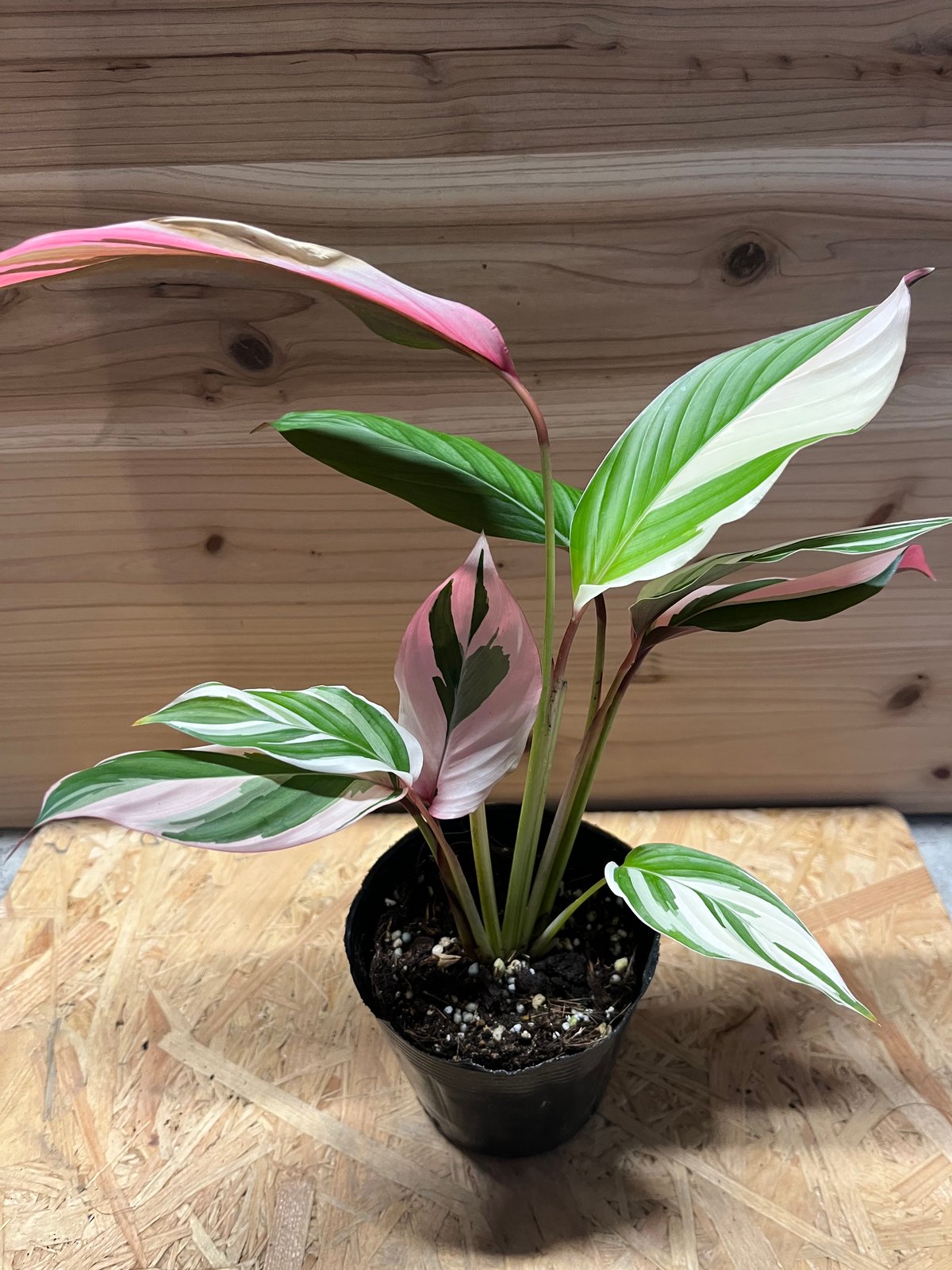 マランタ アルディナセア バリエガータ | GREEN LUCK