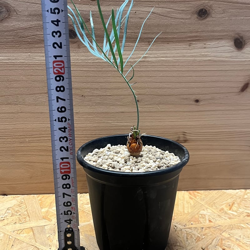 サイカス カイルンシアナ | GREEN LUCK