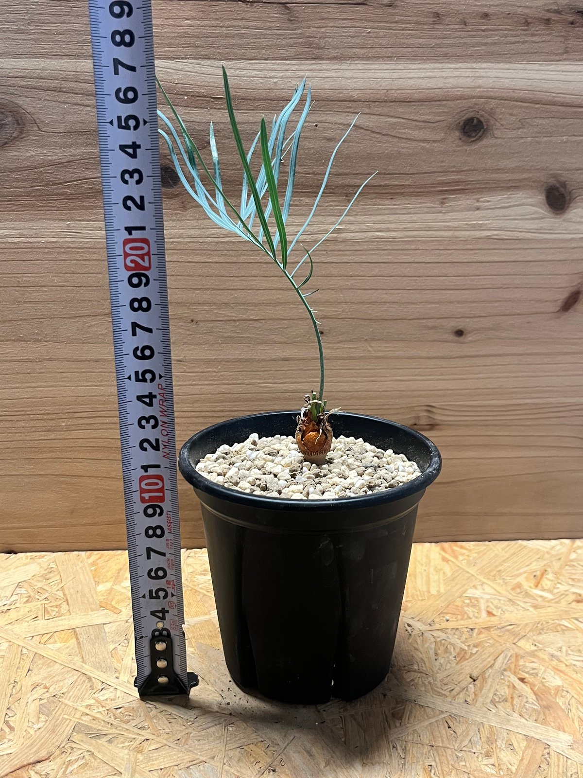 サイカス カイルンシアナ | GREEN LUCK