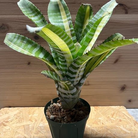 エクメアチャンティニー | STORES