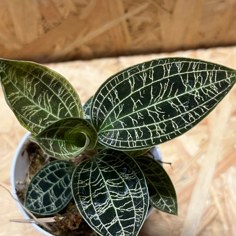 ジュエルオーキッド　マコデスペトラ　マコデス　ペトラ ジュエルオーキッド（マコデス・ペトラ）Baby | 観葉植物の通販