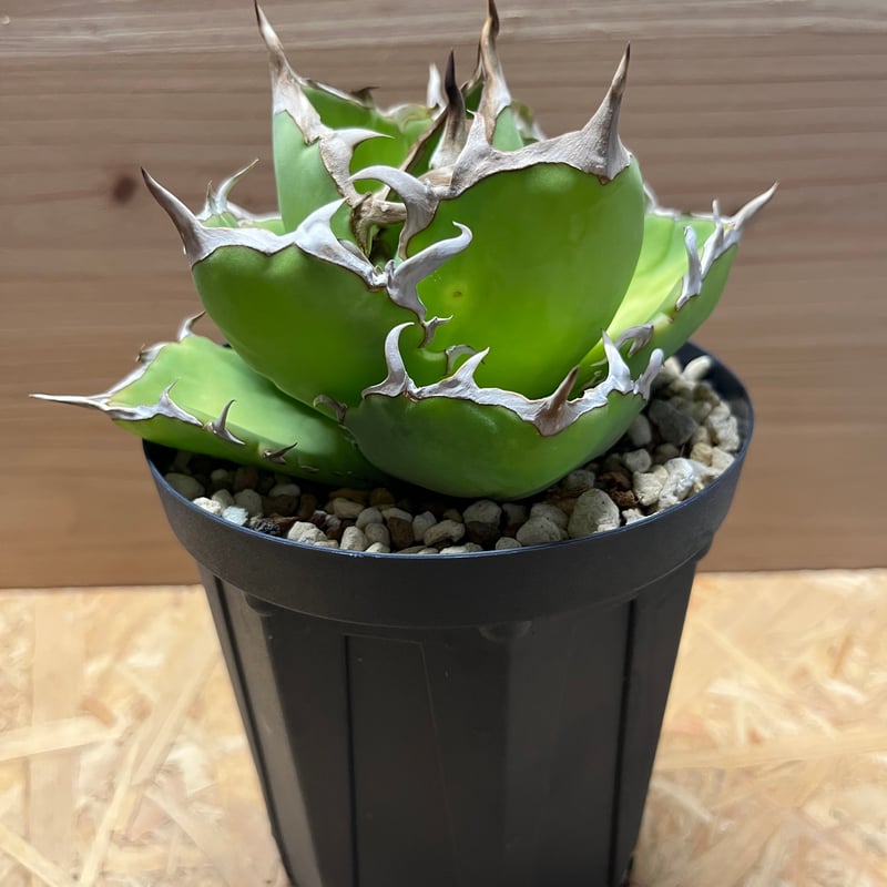 アガベ　チタノタ　クレイジー　陶器鉢植え アガベ チタノタ クレイジー | GREEN LUCK