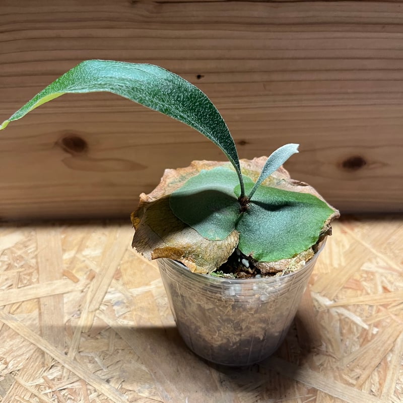 ビカクシダ ライディーン | GREEN LUCK