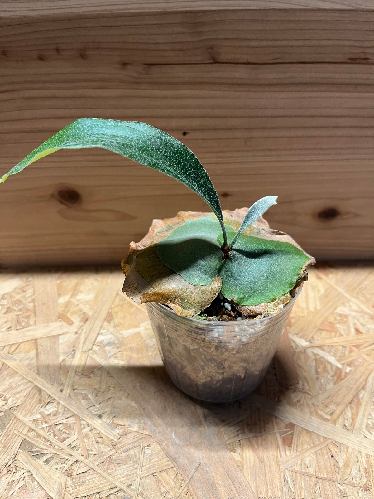 ビカクシダ ライディーン | GREEN LUCK ビカクシダ ライディーン | GREEN LUCK