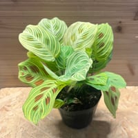 ネオレゲリア オレンス リサ、タグ付き ネオレゲリア オレンス リサ、タグ付き