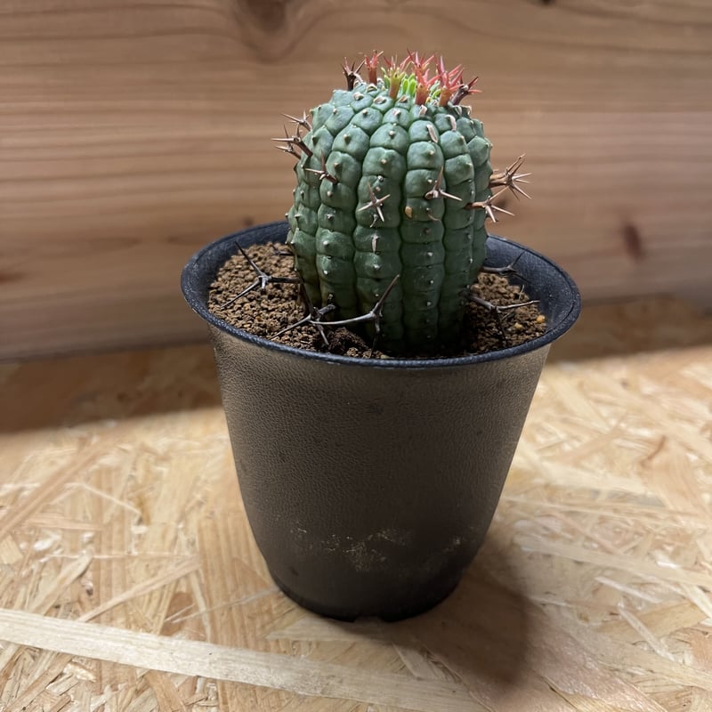 ユーフォルビア 群星冠 | GREEN LUCK