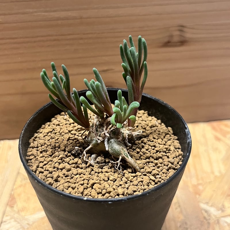 フィロボルス　テヌイフロルス　鉢ごと フィロボルス テヌイフロルス | GREEN LUCK