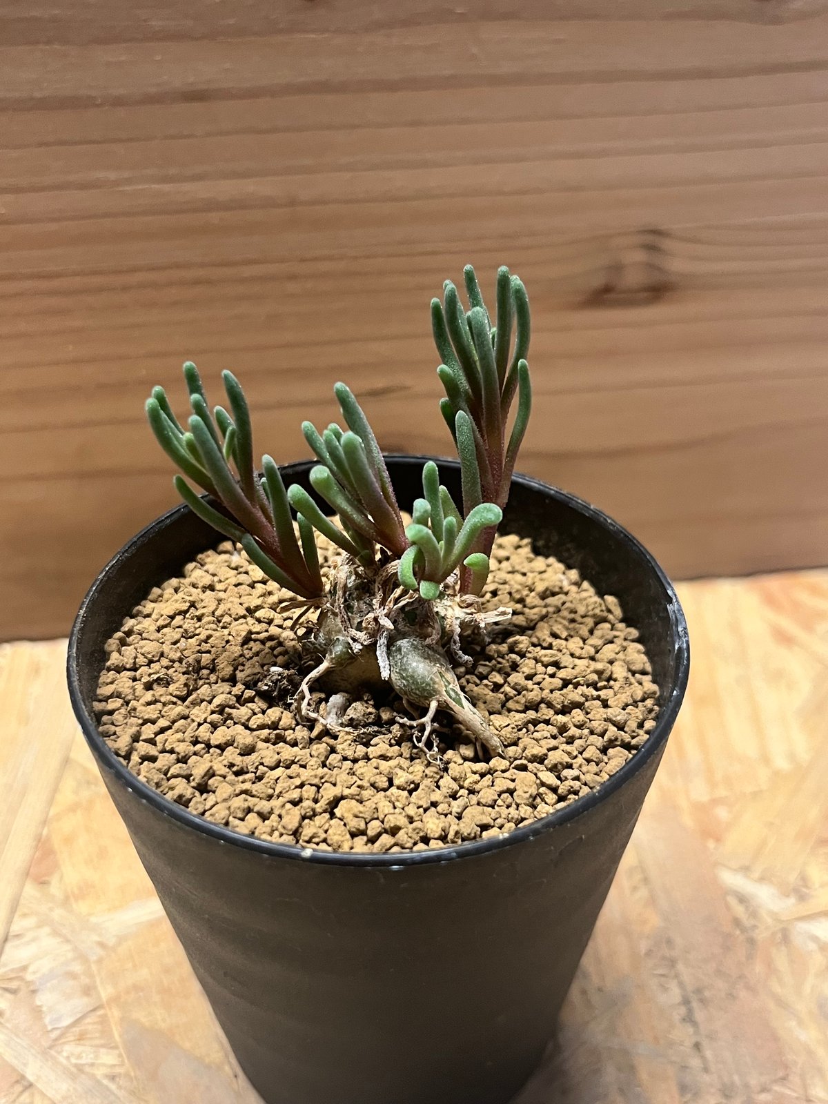 フィロボルス テヌイフロルス | GREEN LUCK