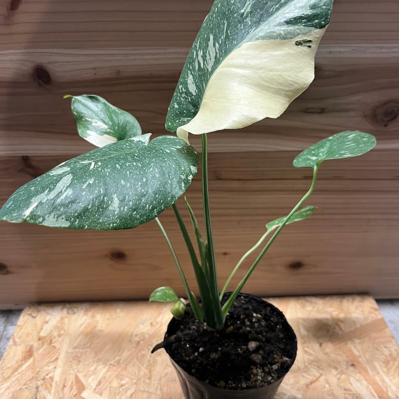 斑入りモンステラ イエローモンスター | GREEN LUCK