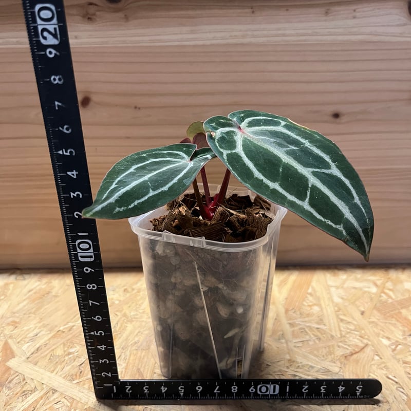 レア　aplus spore celect from stemfern アプラス レア aplus spore celect from stemfern アプラス