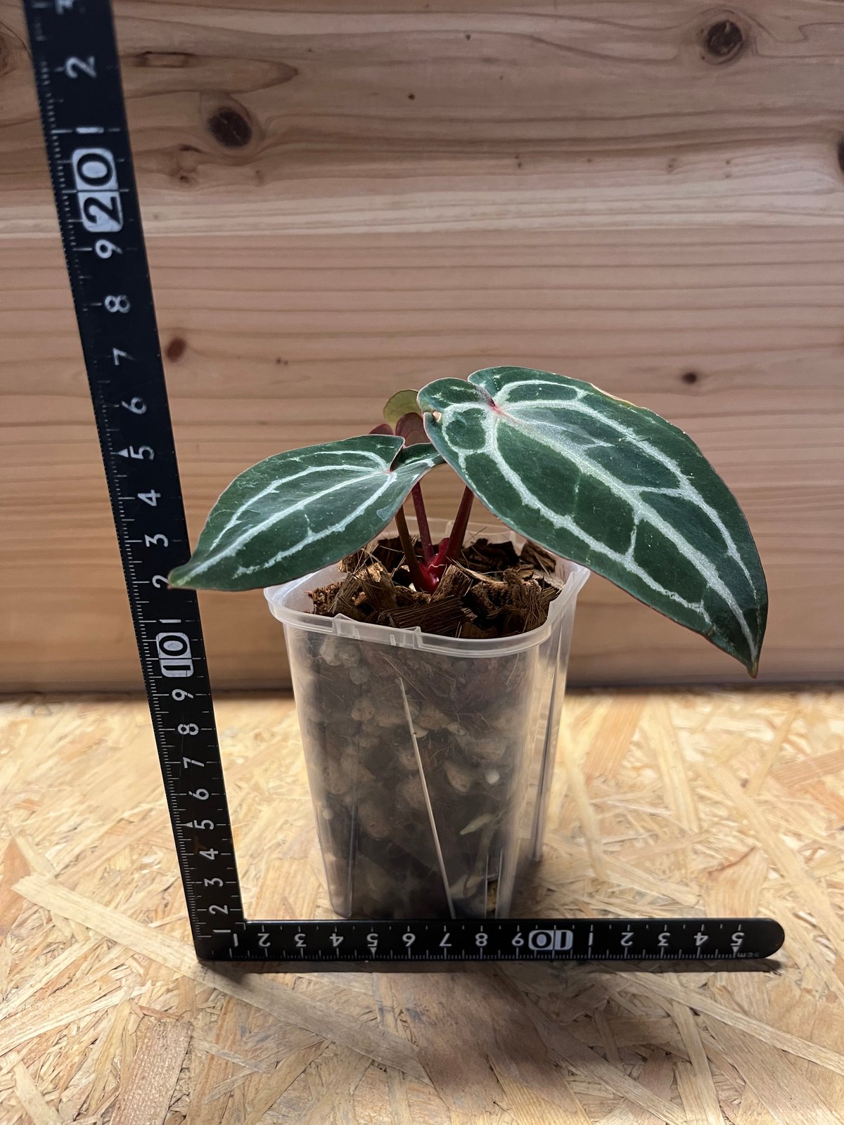 アンスリウム　スカーレット アンスリウム スカーレット | GREEN LUCK