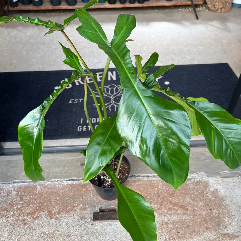 フィロデンドロン・ジョーピィ mixed フィロデンドロン・ジョーピィ mixed