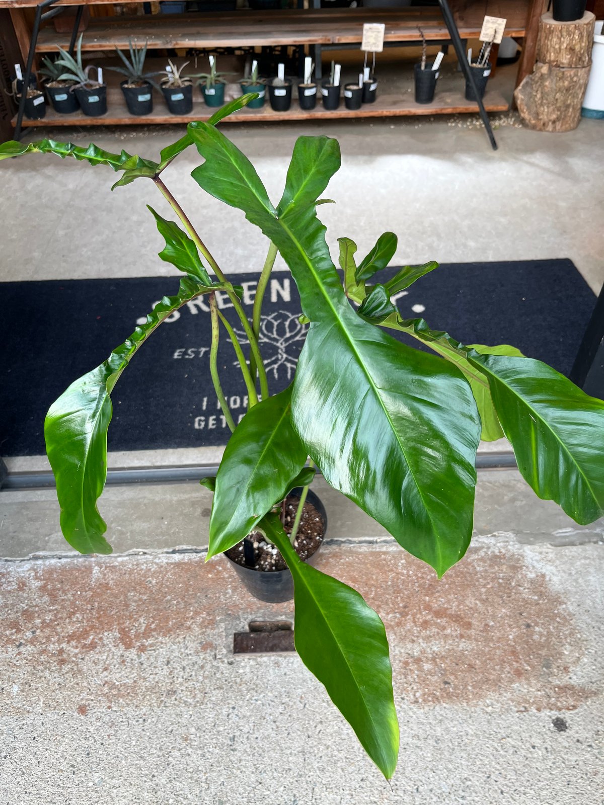 その他観葉植物 Joepii var. pink !! Joepii var. pink !!