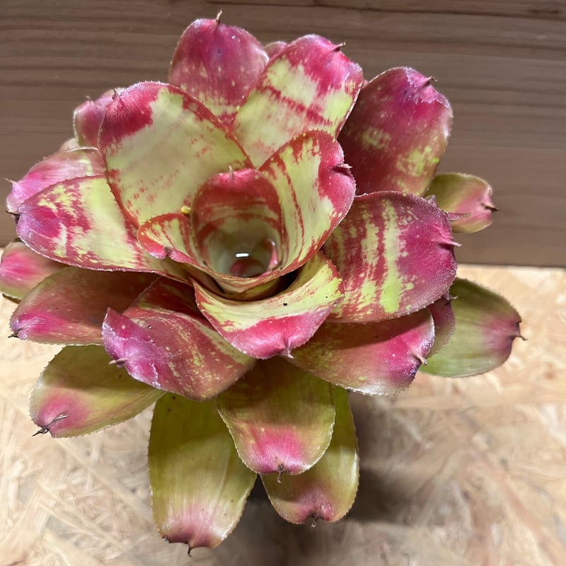 ネオレゲリア マーブルニック | GREEN LUCK