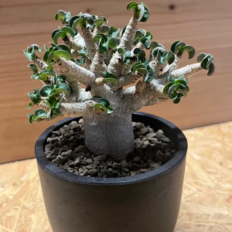 アデニウム　アラビカム アデニウム アラビカム（小型） | hanayoshi-botanical