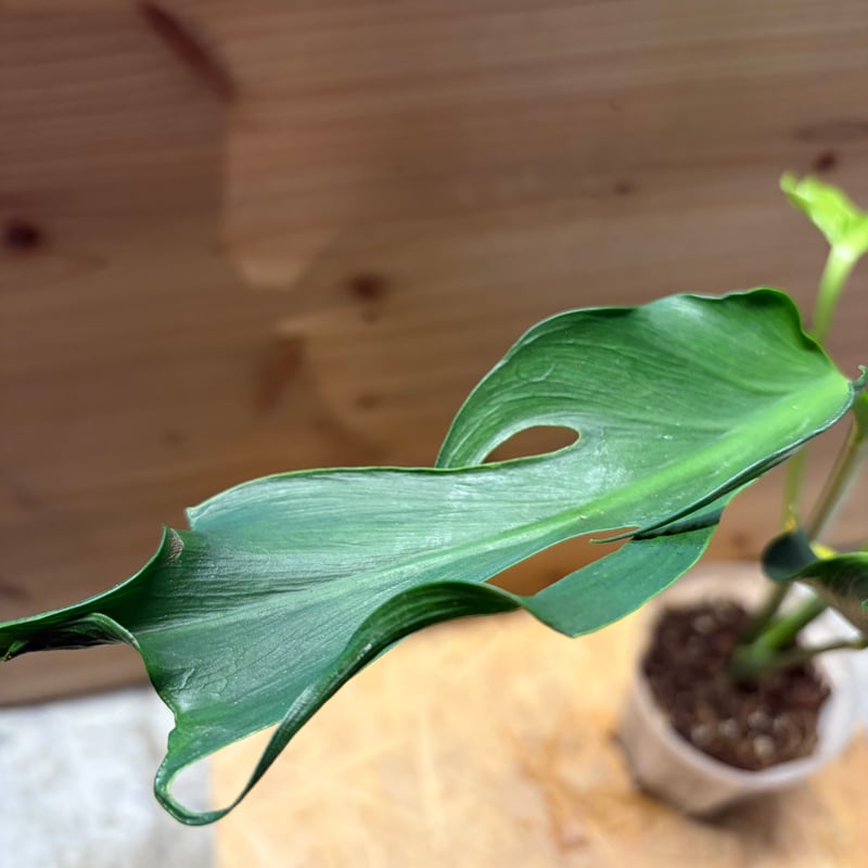 モンステラ デリシオーサ 'ユニアエ' | GREEN LUCK