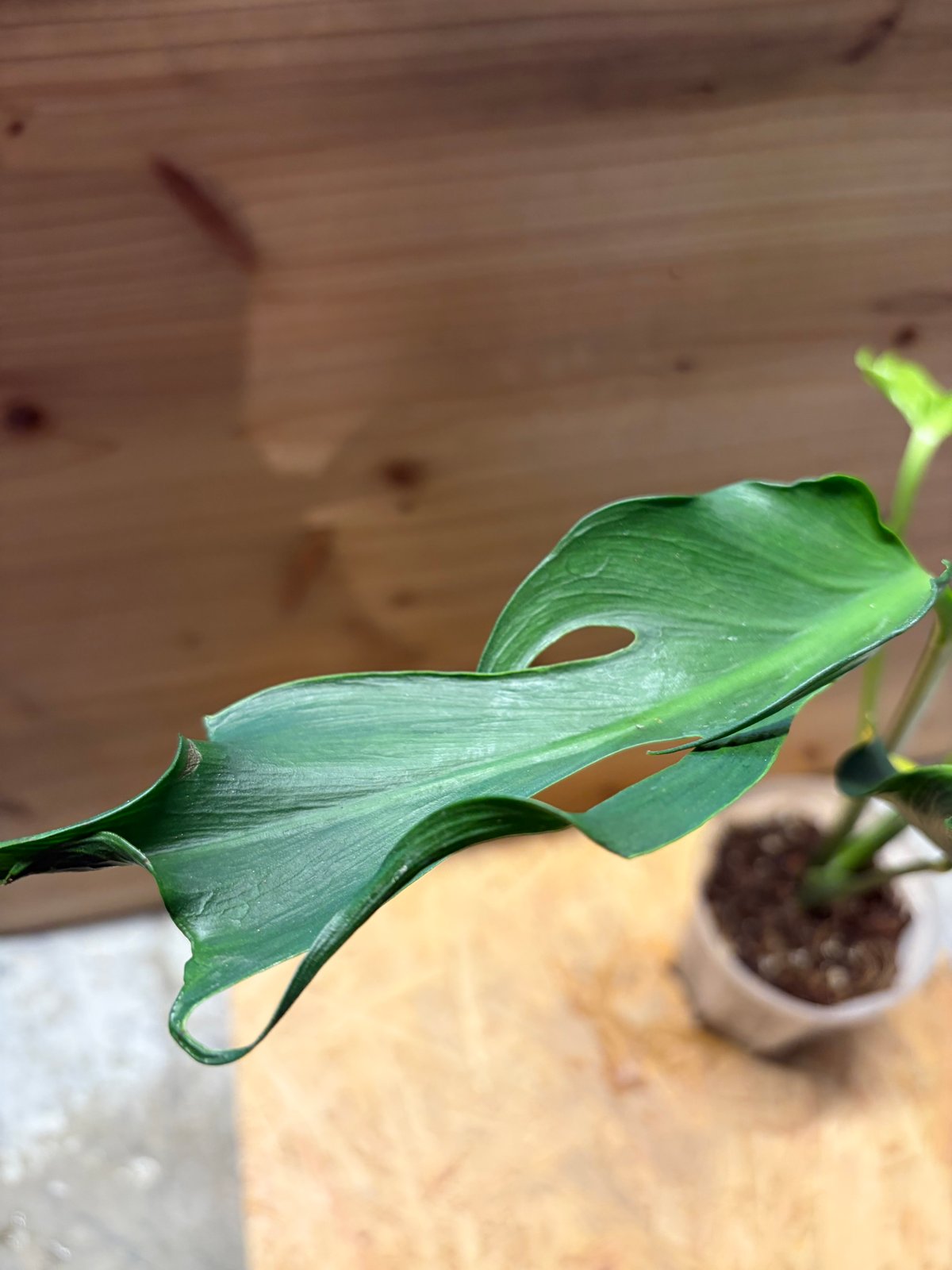 モンステラ デリシオーサ 'ユニアエ' | GREEN LUCK