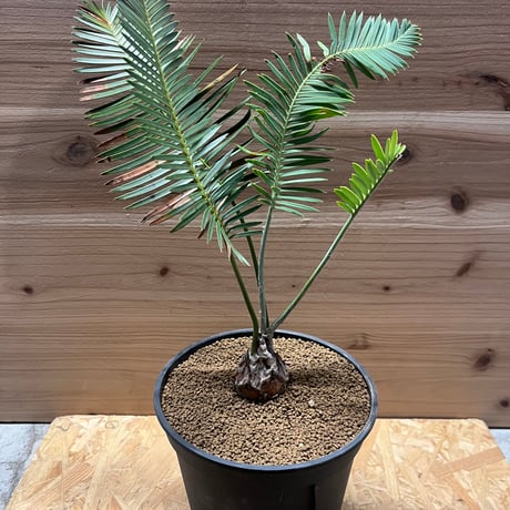 楽天市場】ディオーン エデュレ Dioon Edule 蘇轍 ソテツ