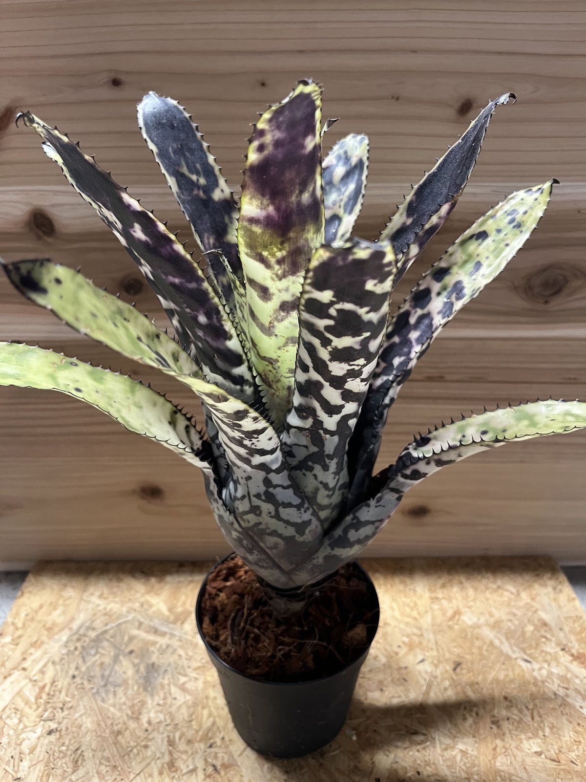 エクメア オーランディアナ | GREEN LUCK