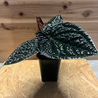 ポトス　テルノグレース　現品 ポトス テルノグレース | GREEN LUCK