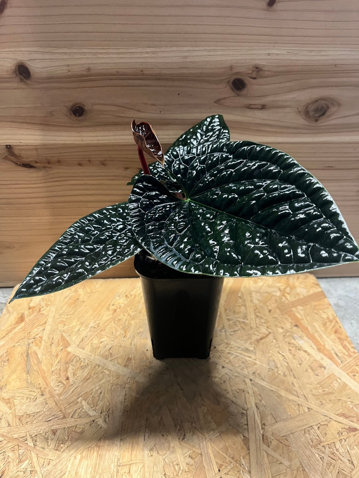 アンスリウム① ルクスリアンス スーパープラチナム アーバンジャングル