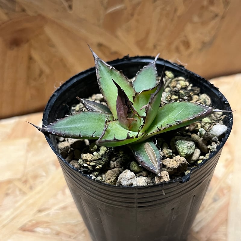 アガベ ホリダ 実生 | GREEN LUCK