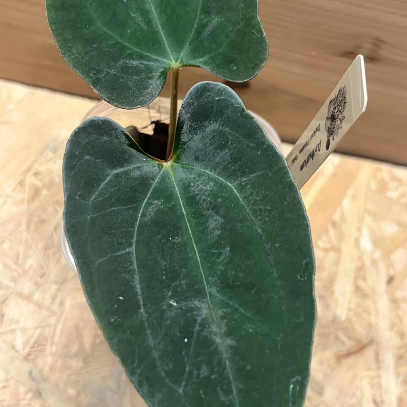 アンスリウム ダーケストパナマ×ソウルリーパー | GREEN LUCK