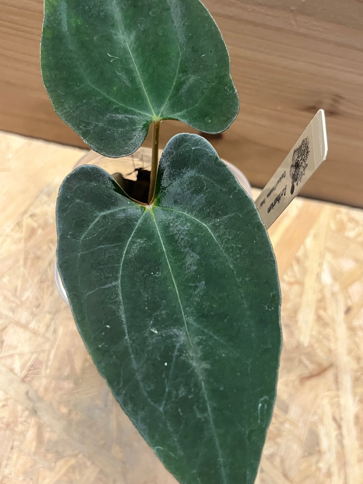 アンスリウム ダーケストパナマ×ソウルリーパー | GREEN LUCK