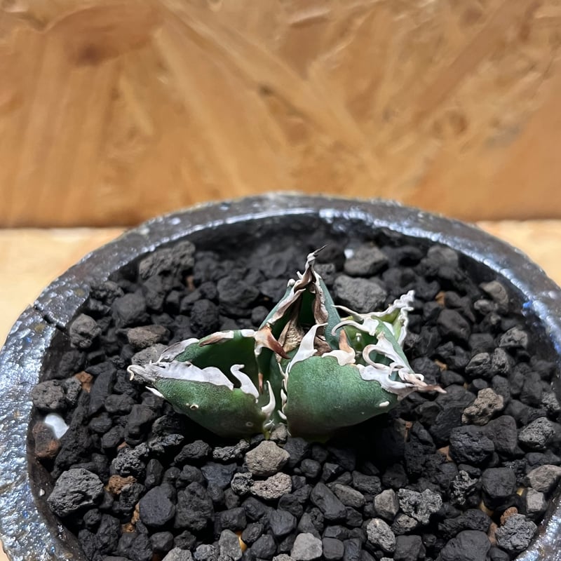 アガベ チタノタ 金鯨×伝市鉢 穴窯 | GREEN LUCK アガベ チタノタ 金鯨×伝市鉢 穴窯 | GREEN LUCK