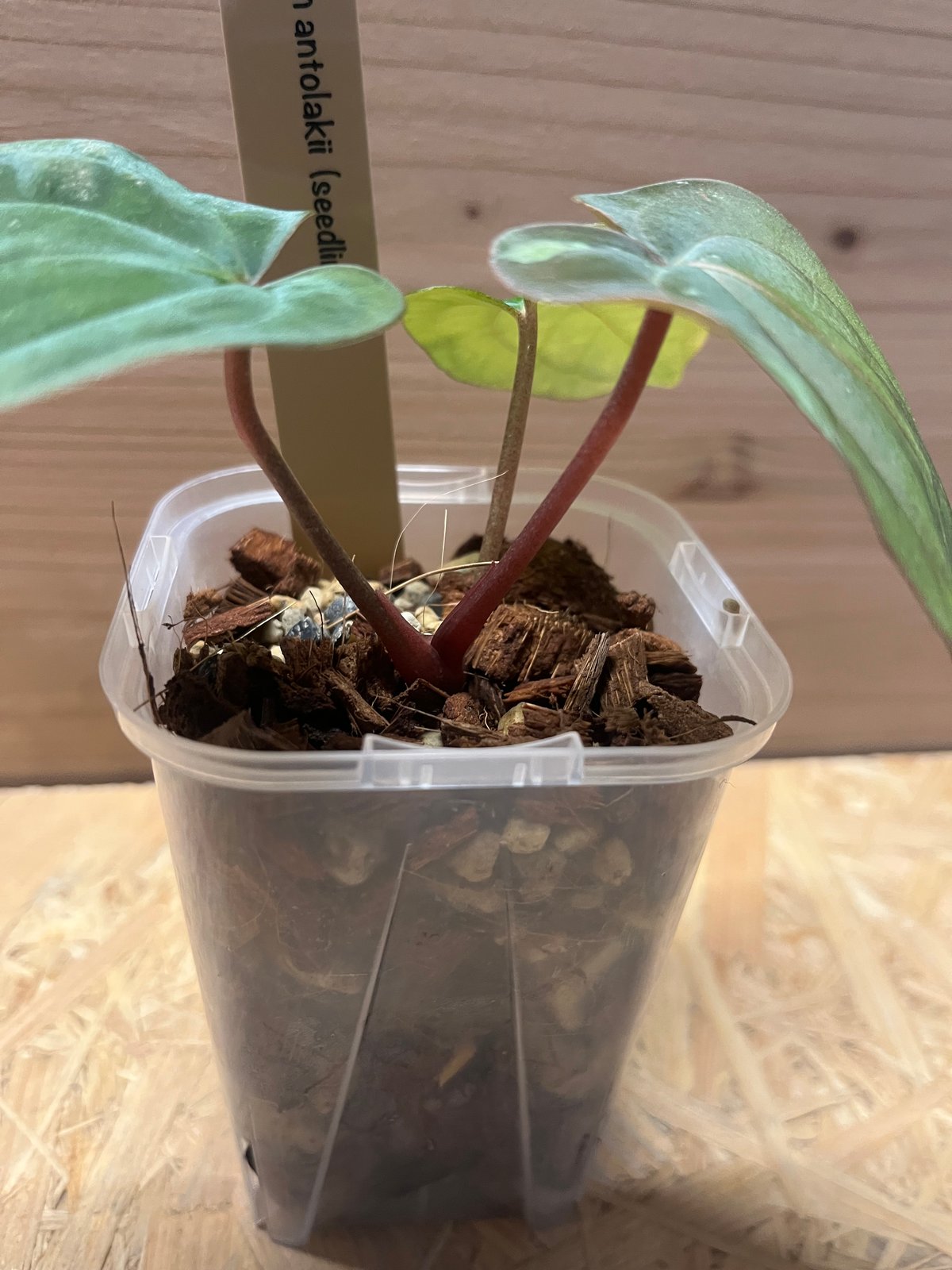 アンスリウム アントラキー シーディング | GREEN LUCK