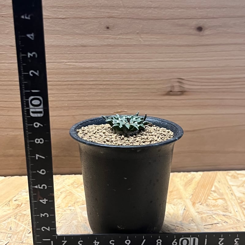 白変種八咫烏の雛　緑 白変種八咫烏の雛 緑 47877-2115-